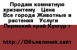 Продам комнатную хризантему › Цена ­ 250 - Все города Животные и растения » Услуги   . Пермский край,Кунгур г.